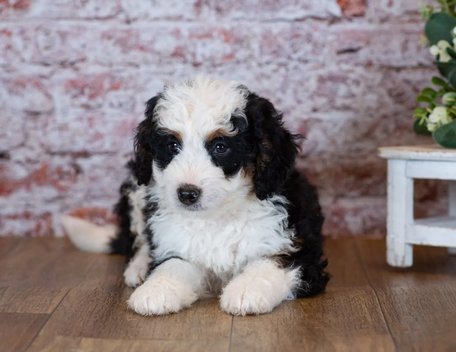 Mini bernedoodle puppies