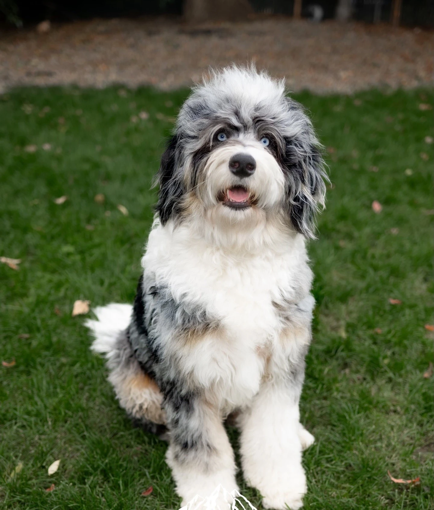 Parti Bernedoodle