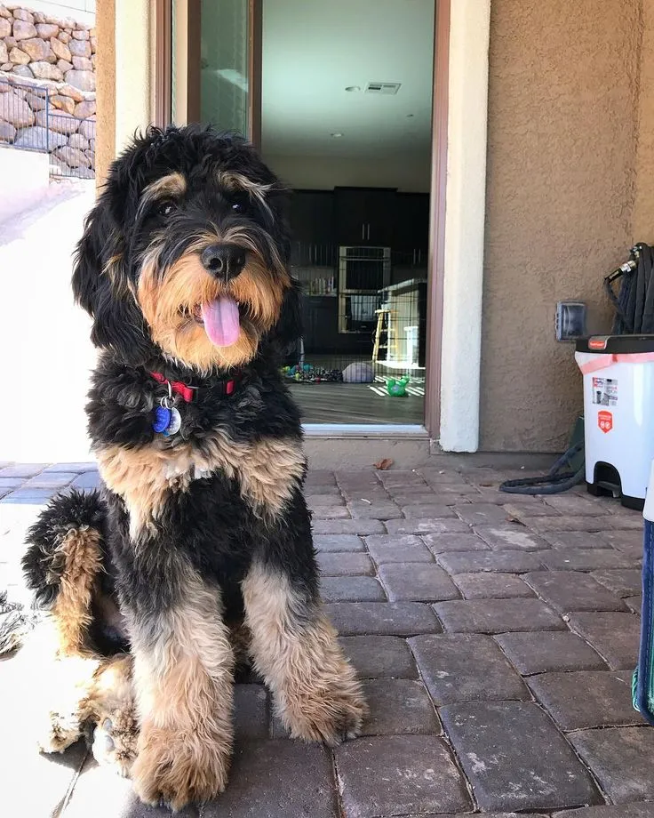 Phantom Bernedoodle