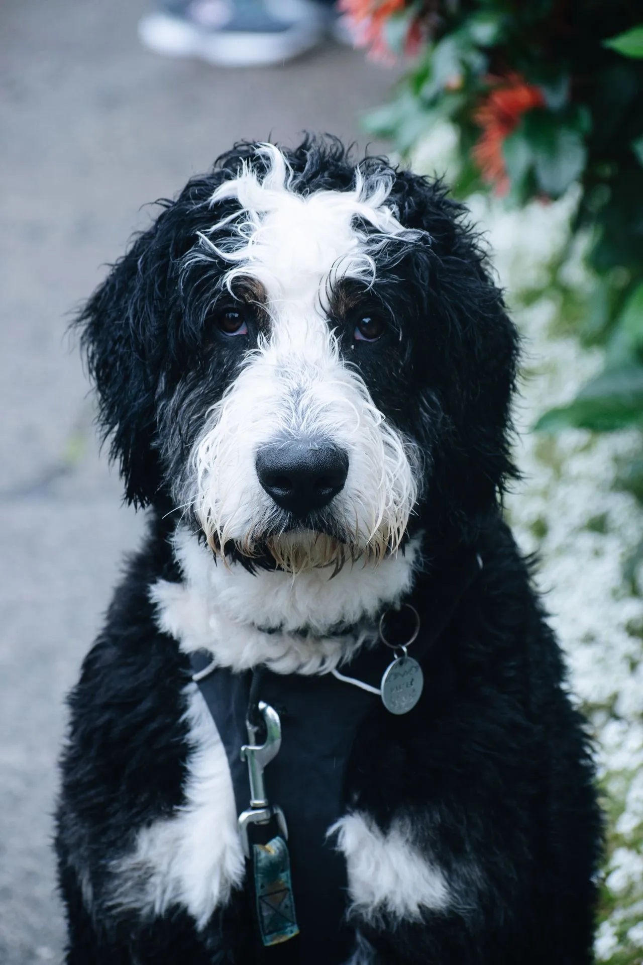 Standard Bernedoodle breed