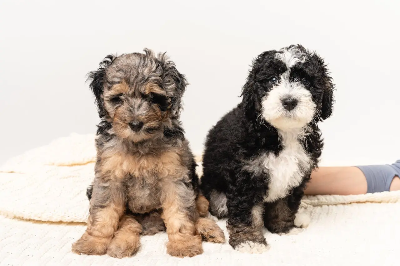 Toy Bernedoodle Breed Guide