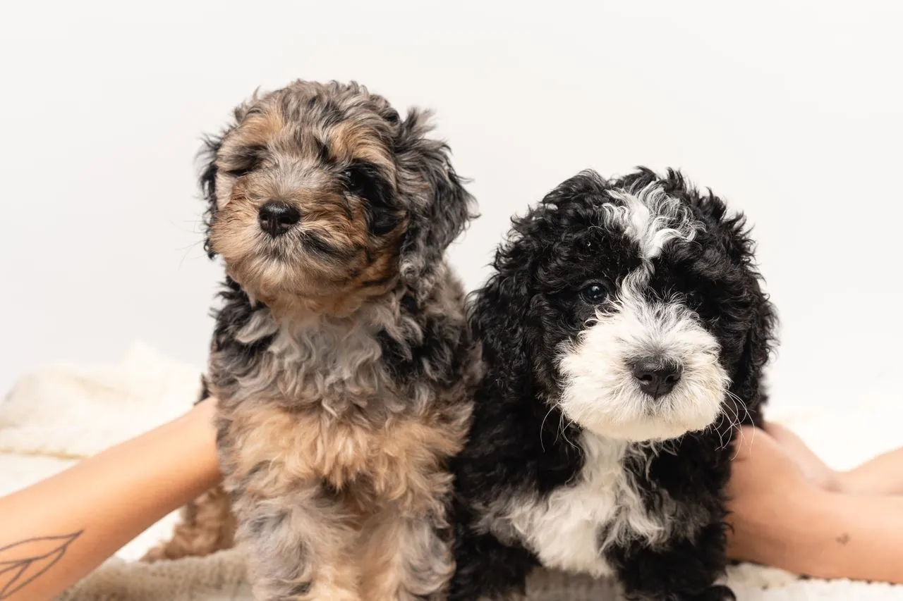 Toy Bernedoodle Breed Guide