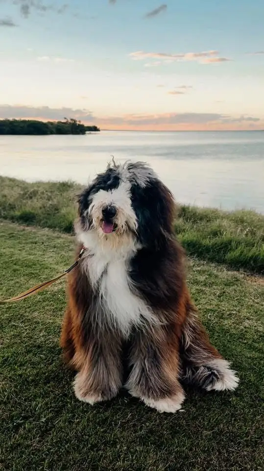 Wool Coat Bernedoodle