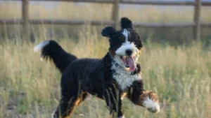 Mini Bernedoodle Complete Guide for First-Time Owners