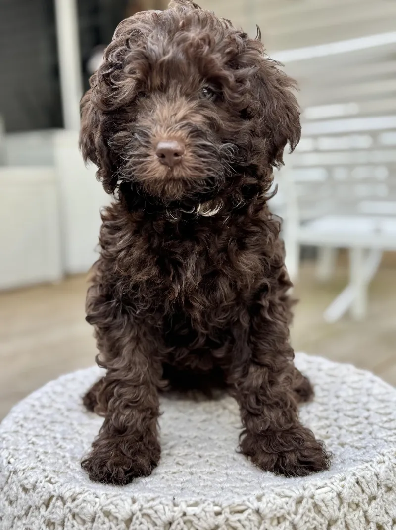 this img show chocolate bernedoodle