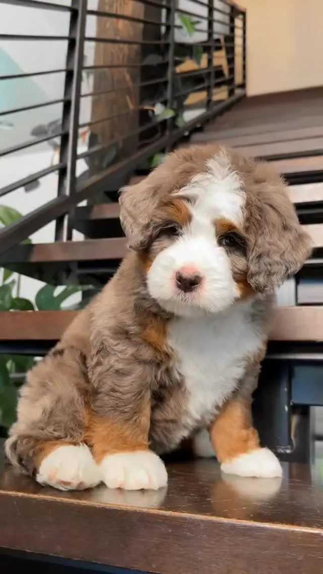 full grown mini bernedoodle Image