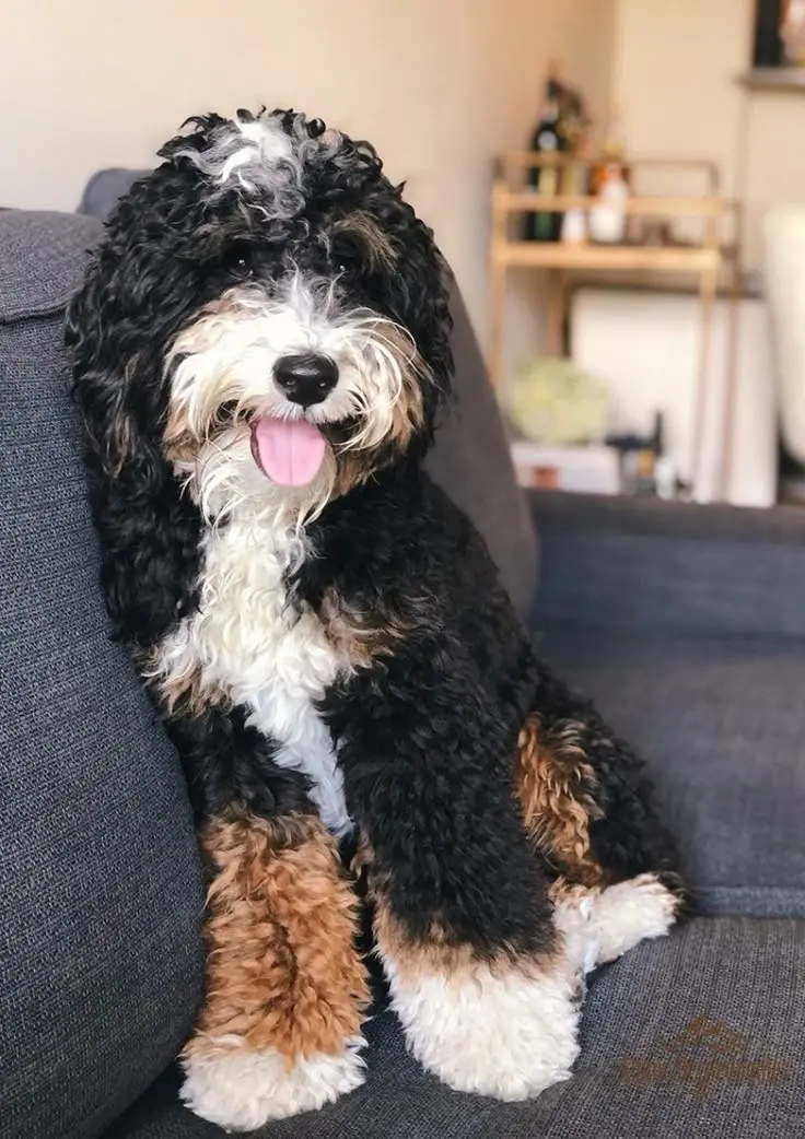 full grown mini bernedoodle sit in sofa in nyc home