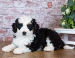 mini bernedoodle puppies merle