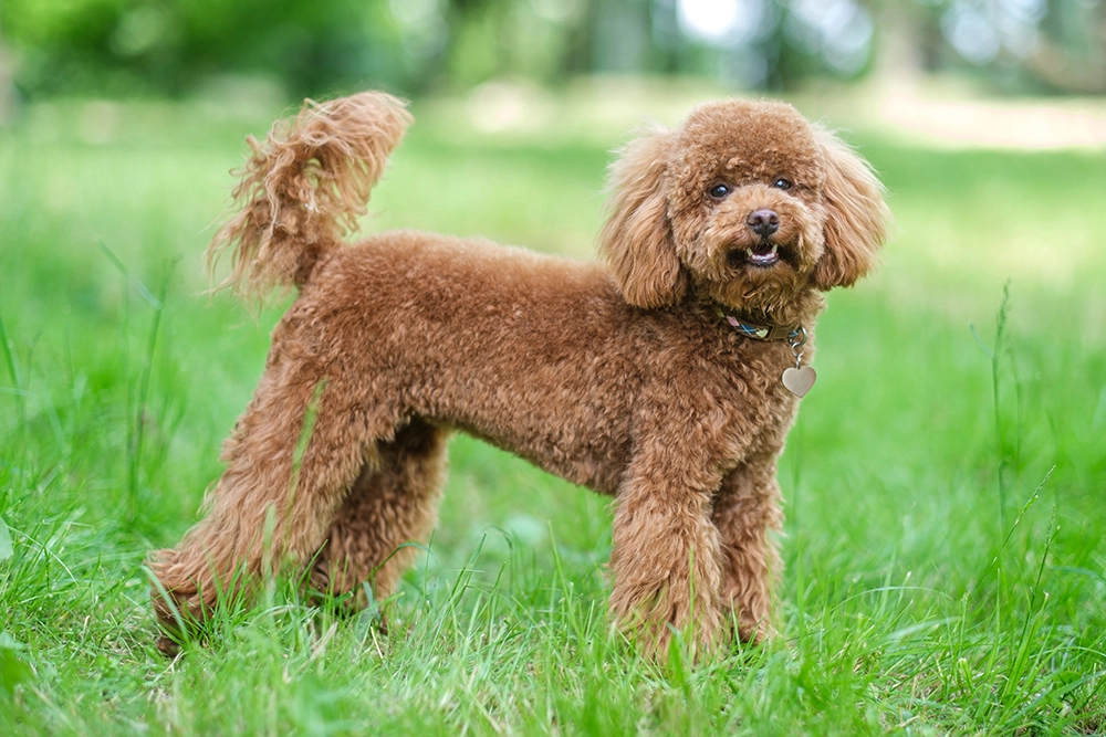 red-toy-poodle parent of bernedoodle
