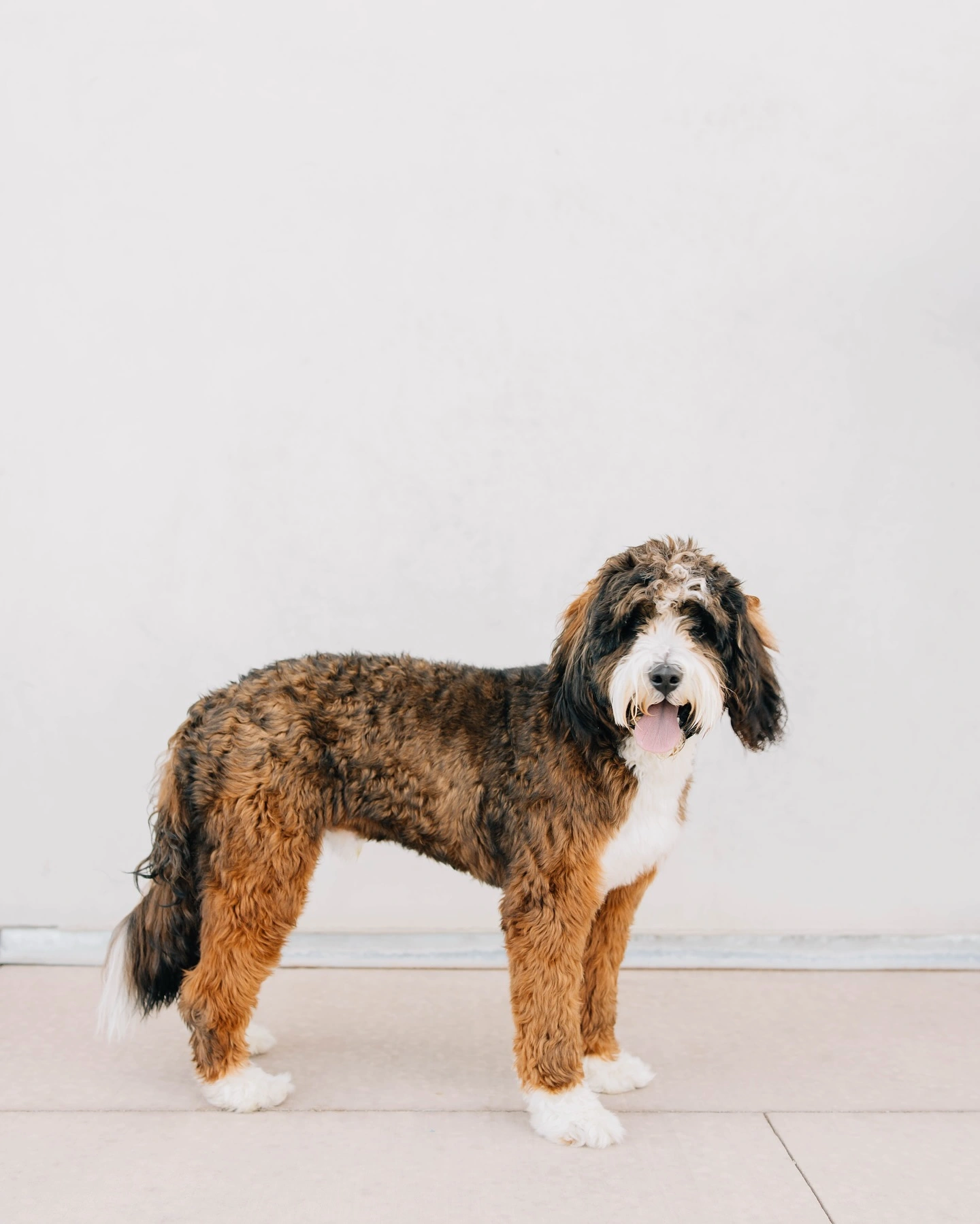 sable mini bernedoodle