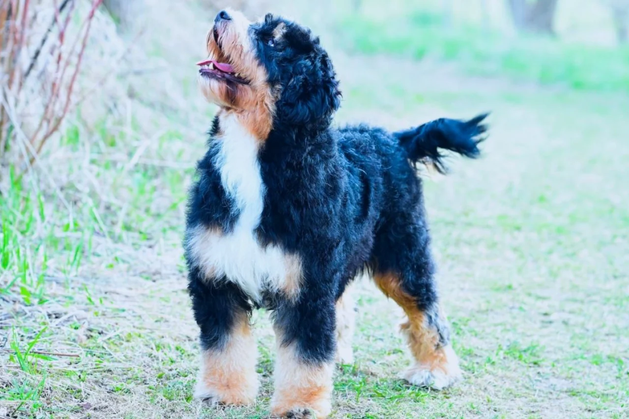 what is a bernedoodle