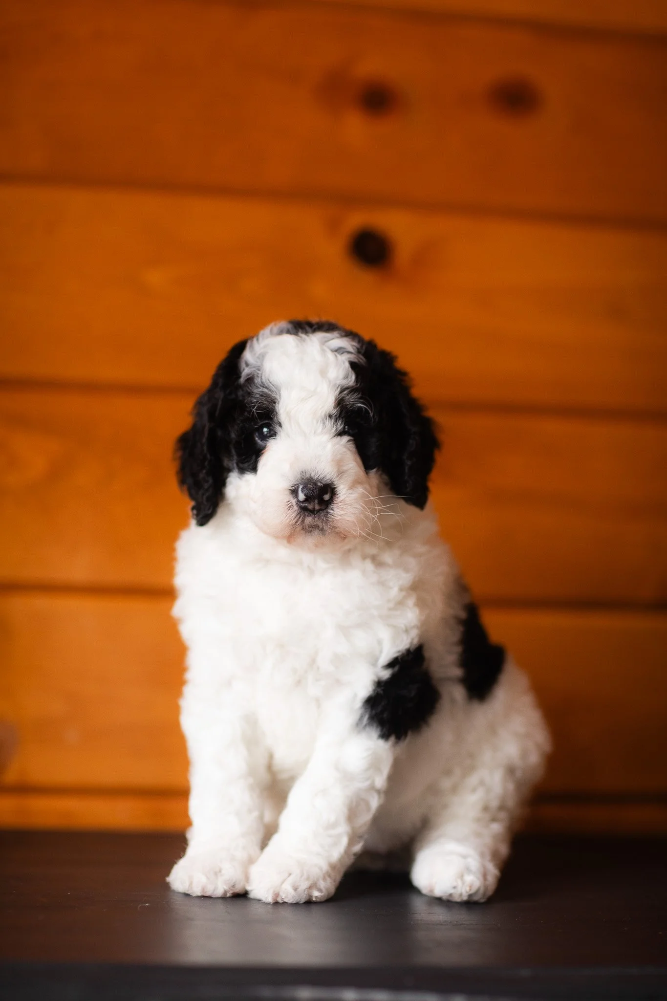 white and black mini bernedoodle