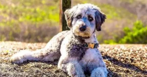Are Aussiedoodles good for first time owners