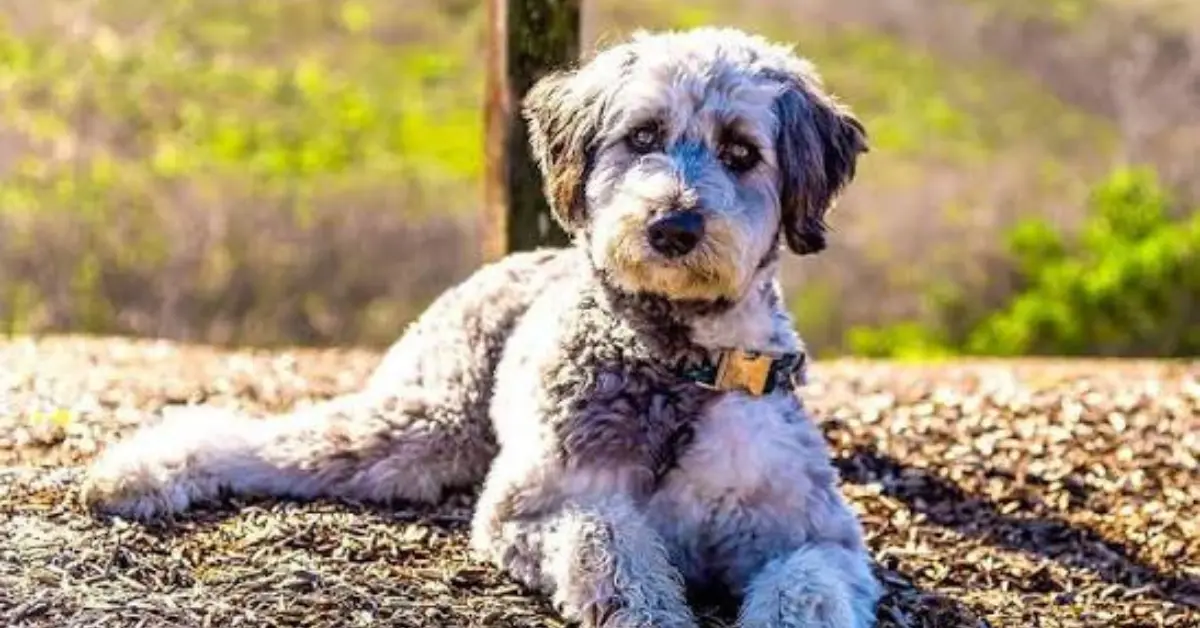 Are Aussiedoodles good for first time owners