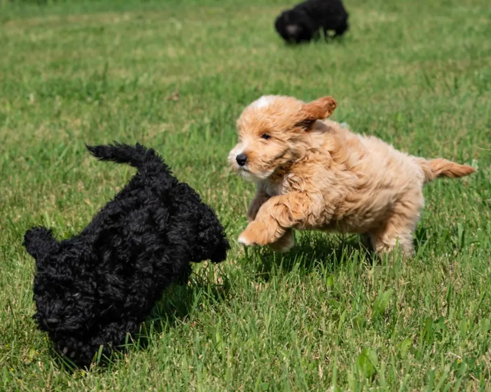 Are Mini Bernedoodles Good With Other Dogs?