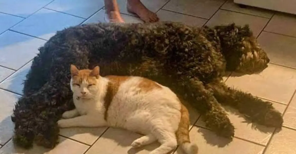 Are Mini Bernedoodles Good With Cats? 7 Amazing Facts