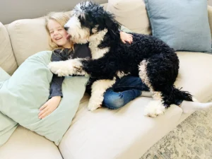 Are Mini Bernedoodles Good With Kids? 7 Amazing Facts