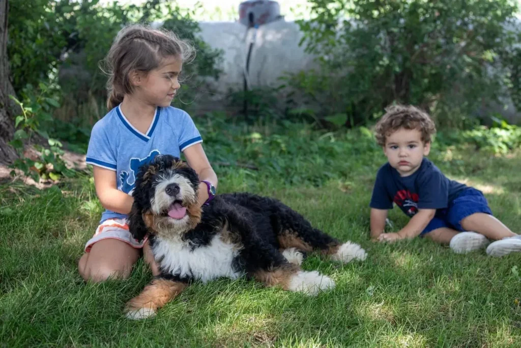 Are Mini Bernedoodles Good With Kids Amazing Facts
