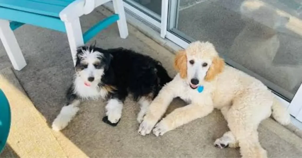 Are Mini Bernedoodles Good With Other Dogs?