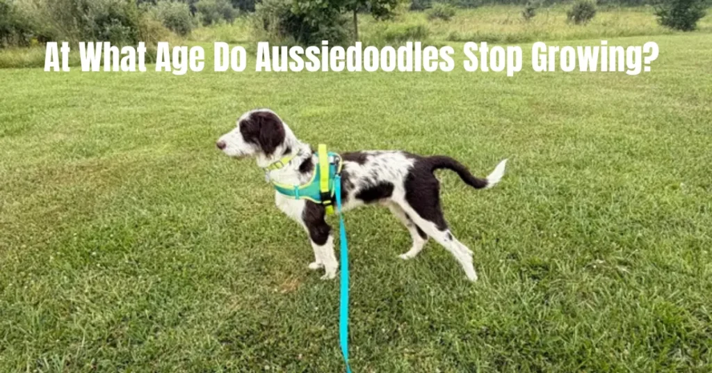 At What Age Do Aussiedoodles Stop Growing?