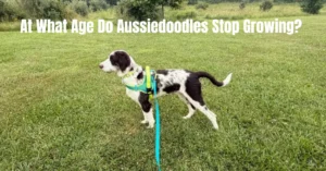 At What Age Do Aussiedoodles Stop Growing?
