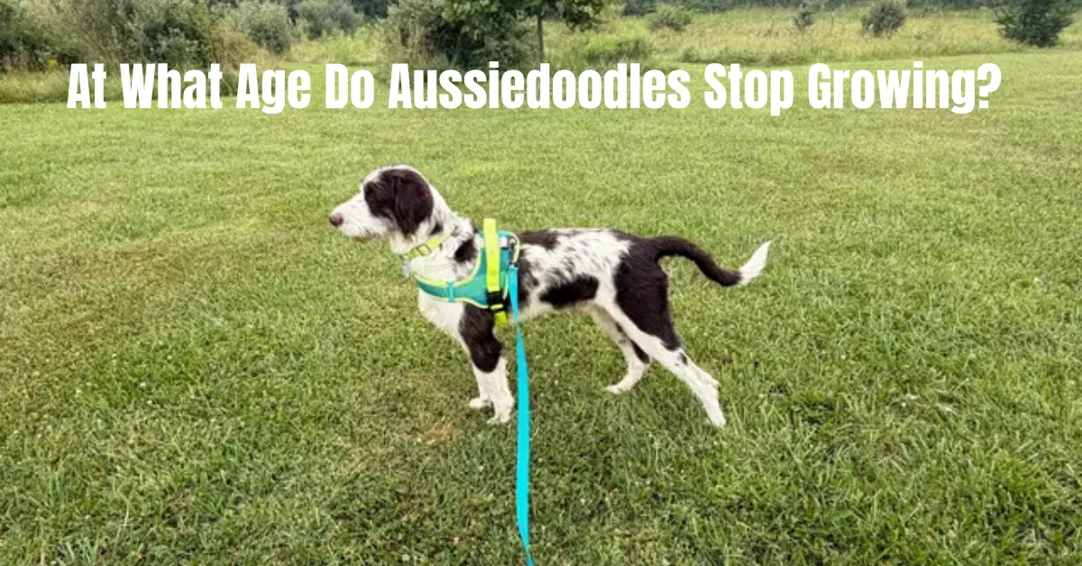 At What Age Do Aussiedoodles Stop Growing?