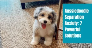 Aussiedoodle Separation Anxiety: 7 Powerful Solutions