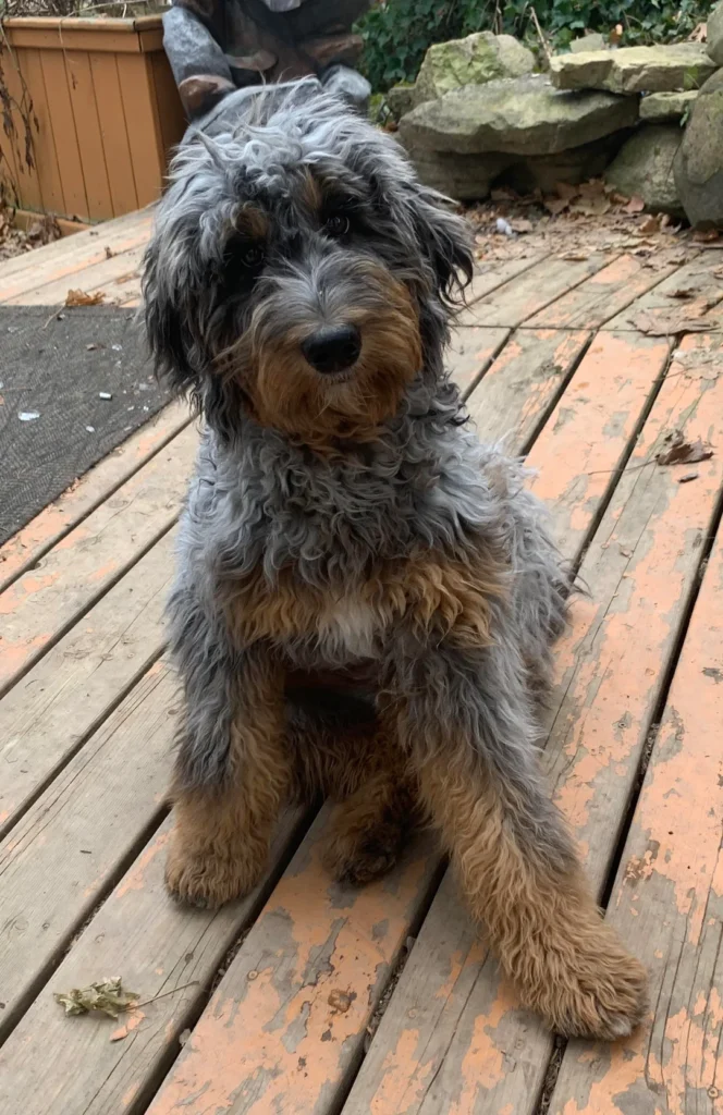 Before Summer Haircut Bernedoodle