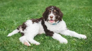 Mini Bernedoodle shedding curly coat
