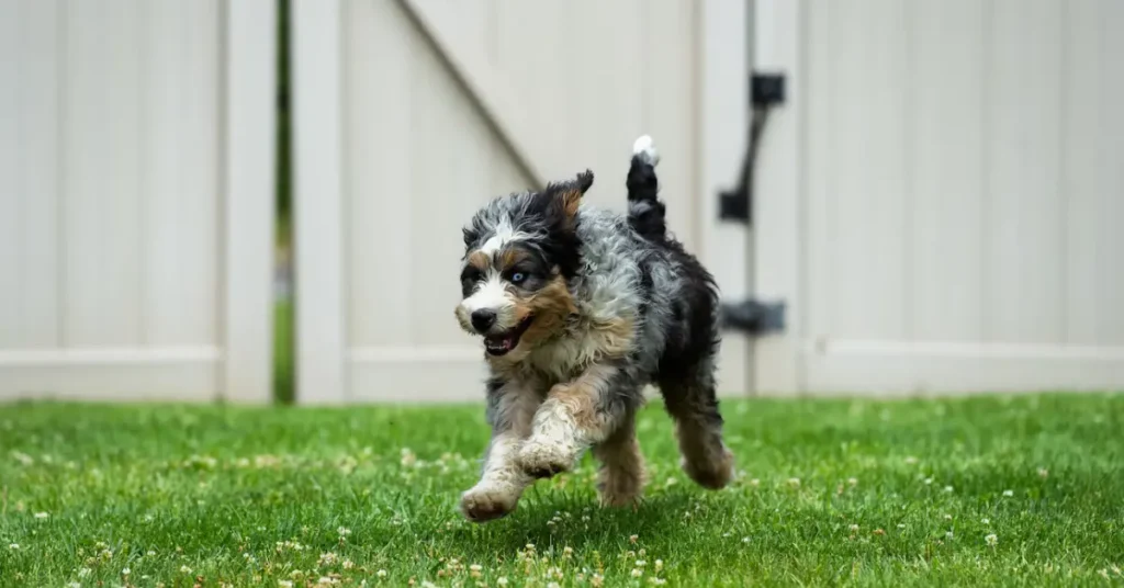 Can Mini Bernedoodles Live in Apartments?