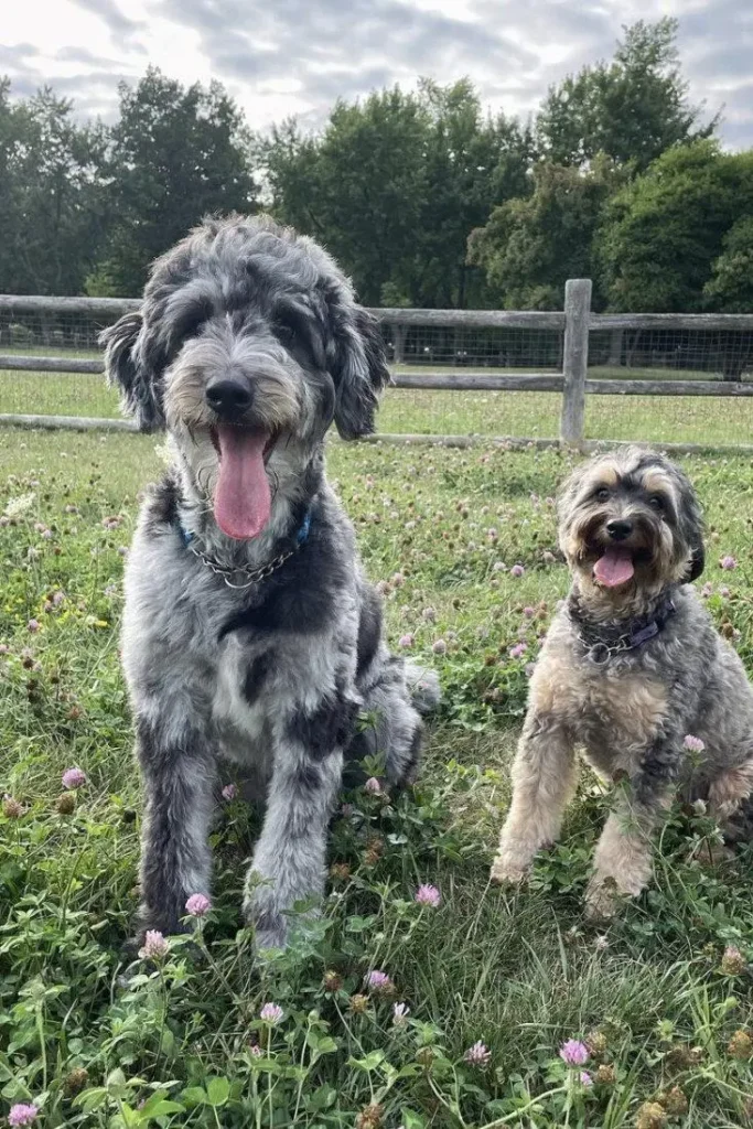 Do Aussiedoodles Calm Down With Age