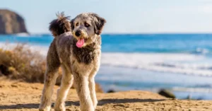 Do Aussiedoodles Calm Down With Age