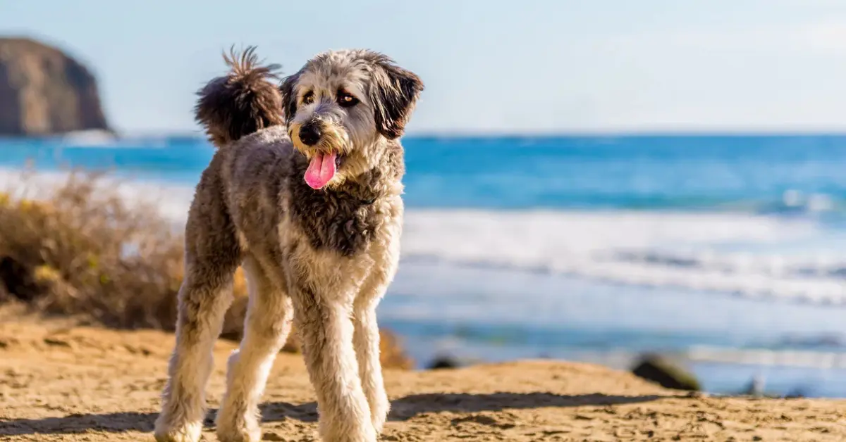 Do Aussiedoodles Calm Down With Age