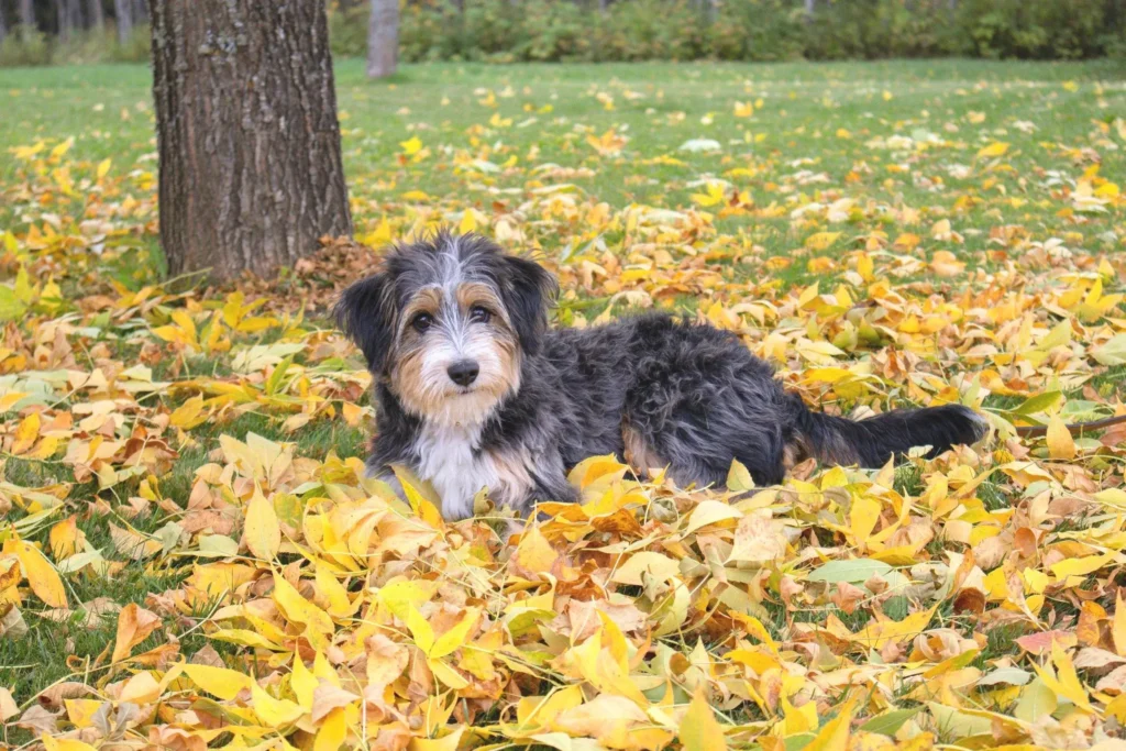 Do Mini Aussiedoodles Shed 7 Important Coat Facts