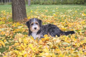 Do Mini Aussiedoodles Shed 7 Important Coat Facts