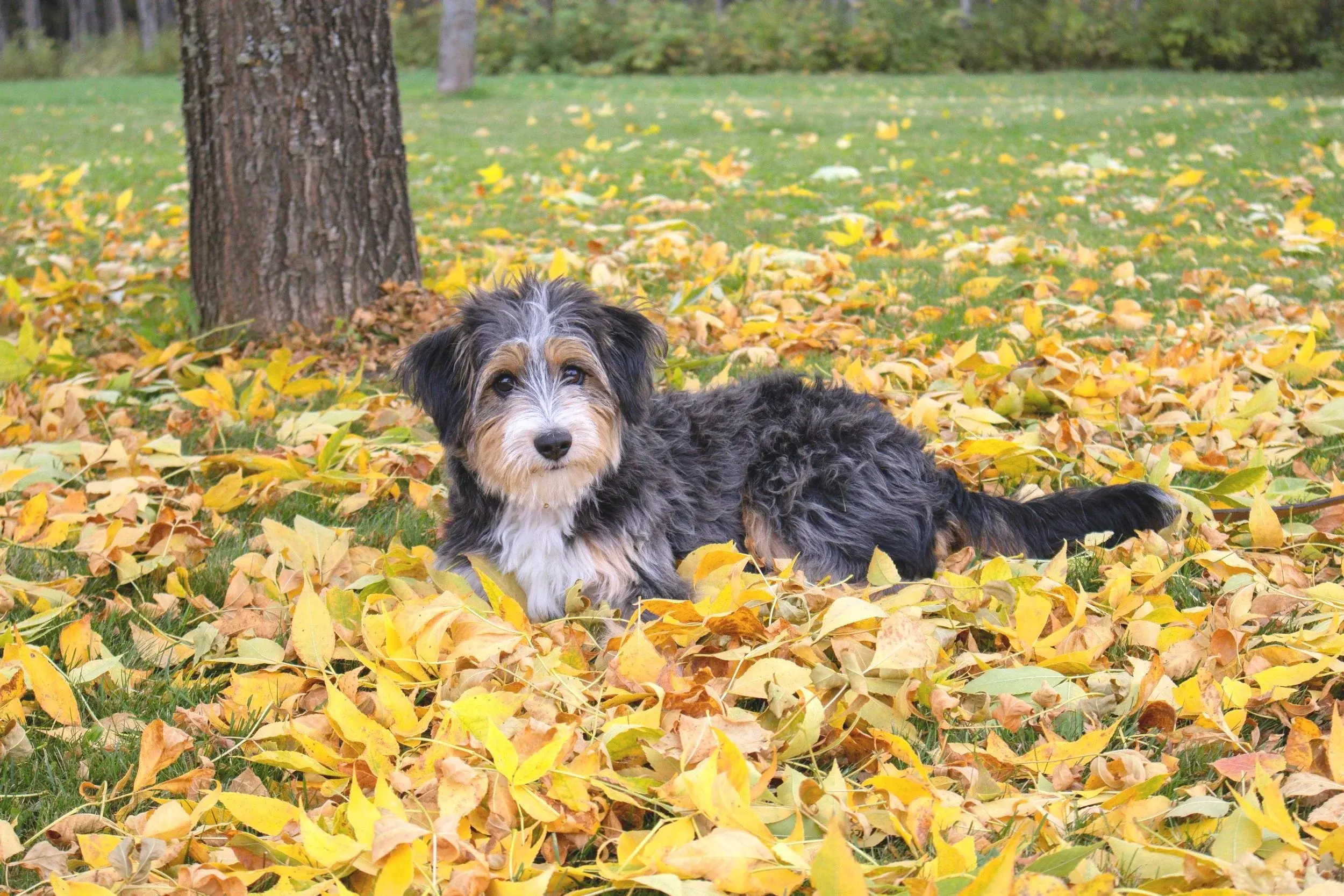 Do Mini Aussiedoodles Shed 7 Important Coat Facts
