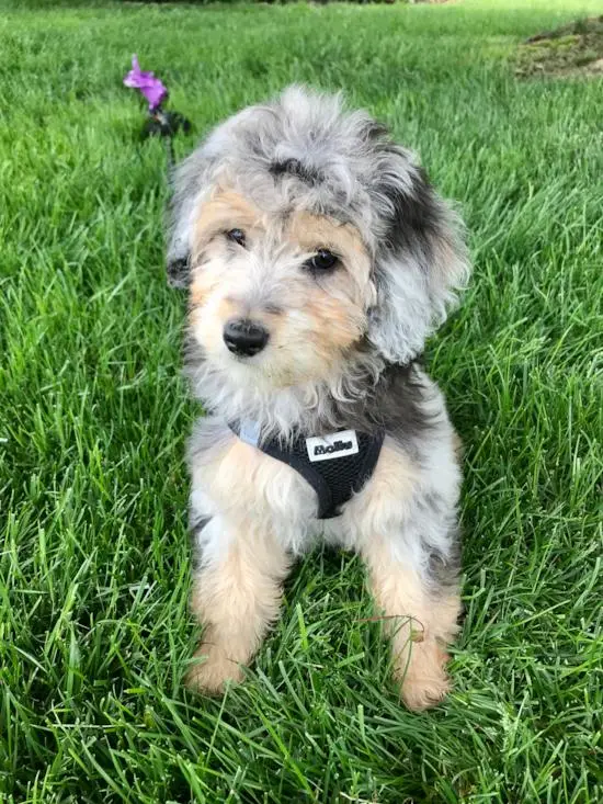 Do Mini Aussiedoodles Shed 7 Important Coat Facts