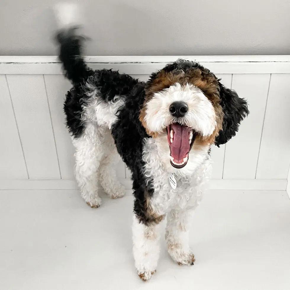 Do Mini Bernedoodles Bark a Lot 7 Helpful Secrets