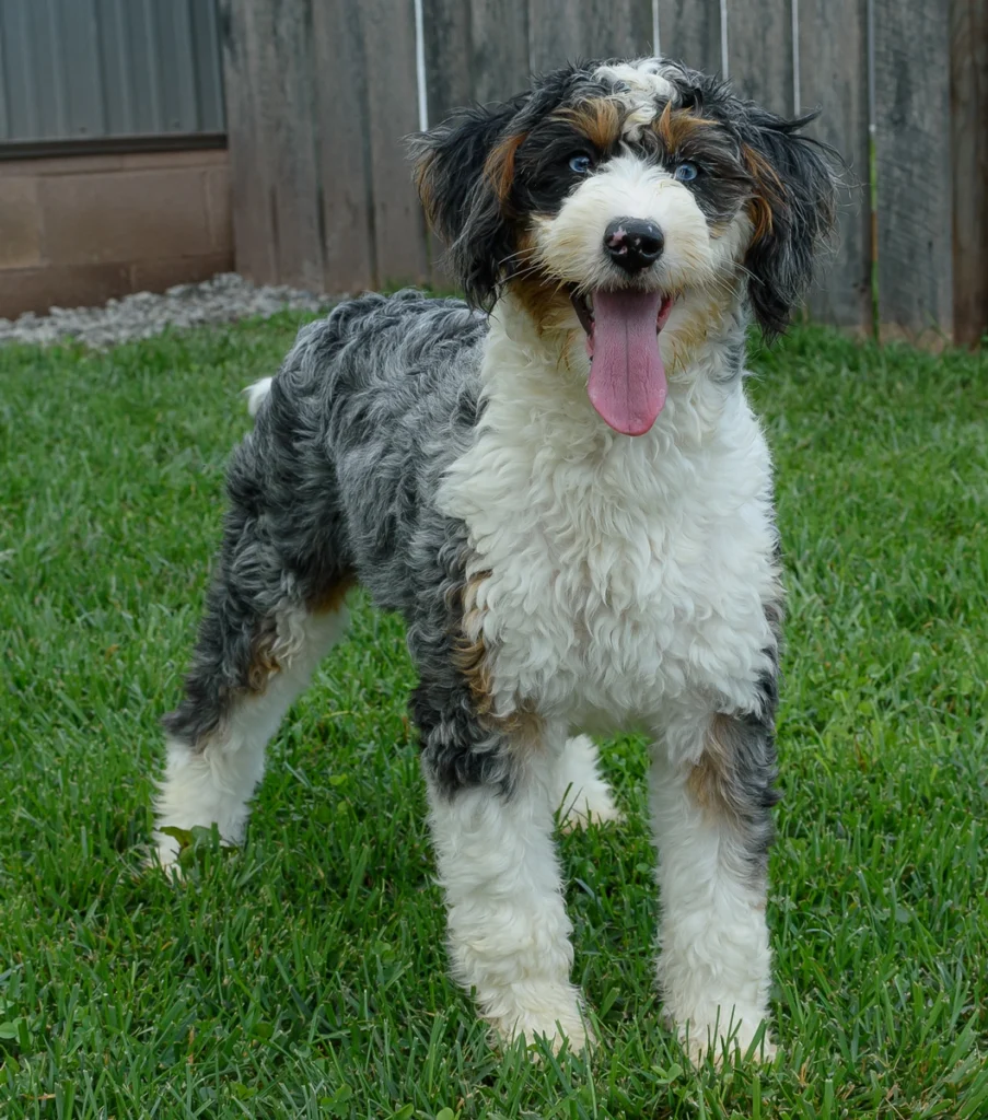 How Much Should a Mini Bernedoodle Eat Each Day?