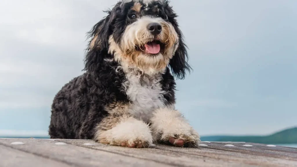 Mini Bernedoodle Exercise Needs Daily Activity Guide