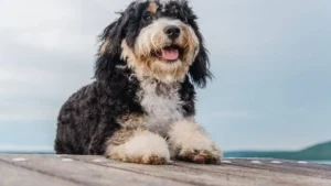 Mini Bernedoodle Exercise Needs Daily Activity Guide