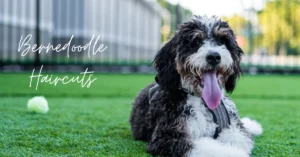 Mini Bernedoodle Haircuts Best Grooming Styles for a Cute Fluffy Look