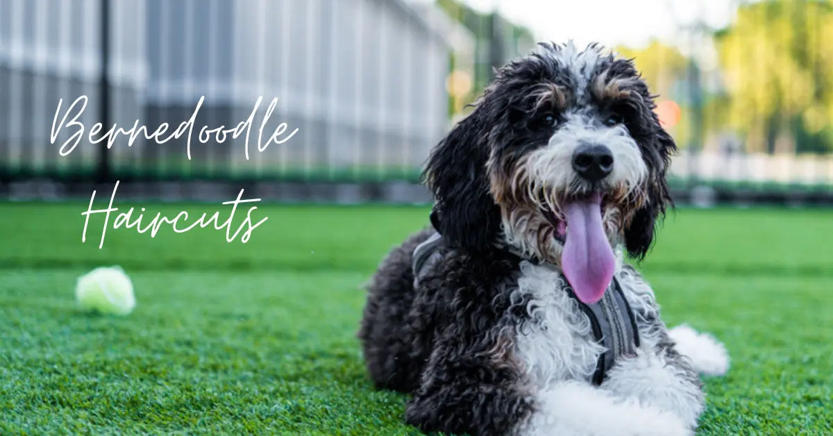 Mini Bernedoodle Haircuts Best Grooming Styles for a Cute Fluffy Look