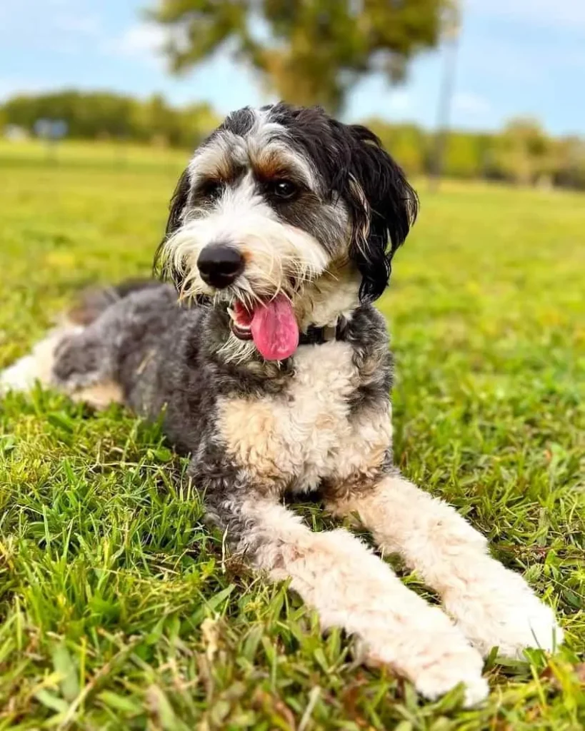 Mini Bernedoodle Pros and Cons