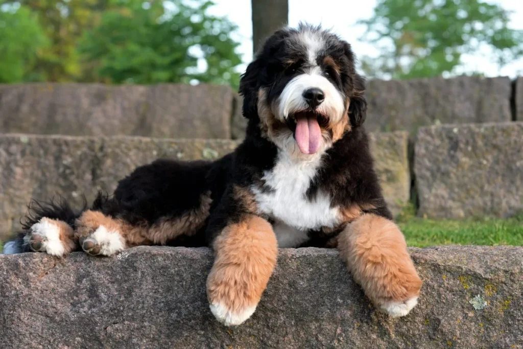 Mini Bernedoodle Pros and Cons 12 Things Owners Should Know