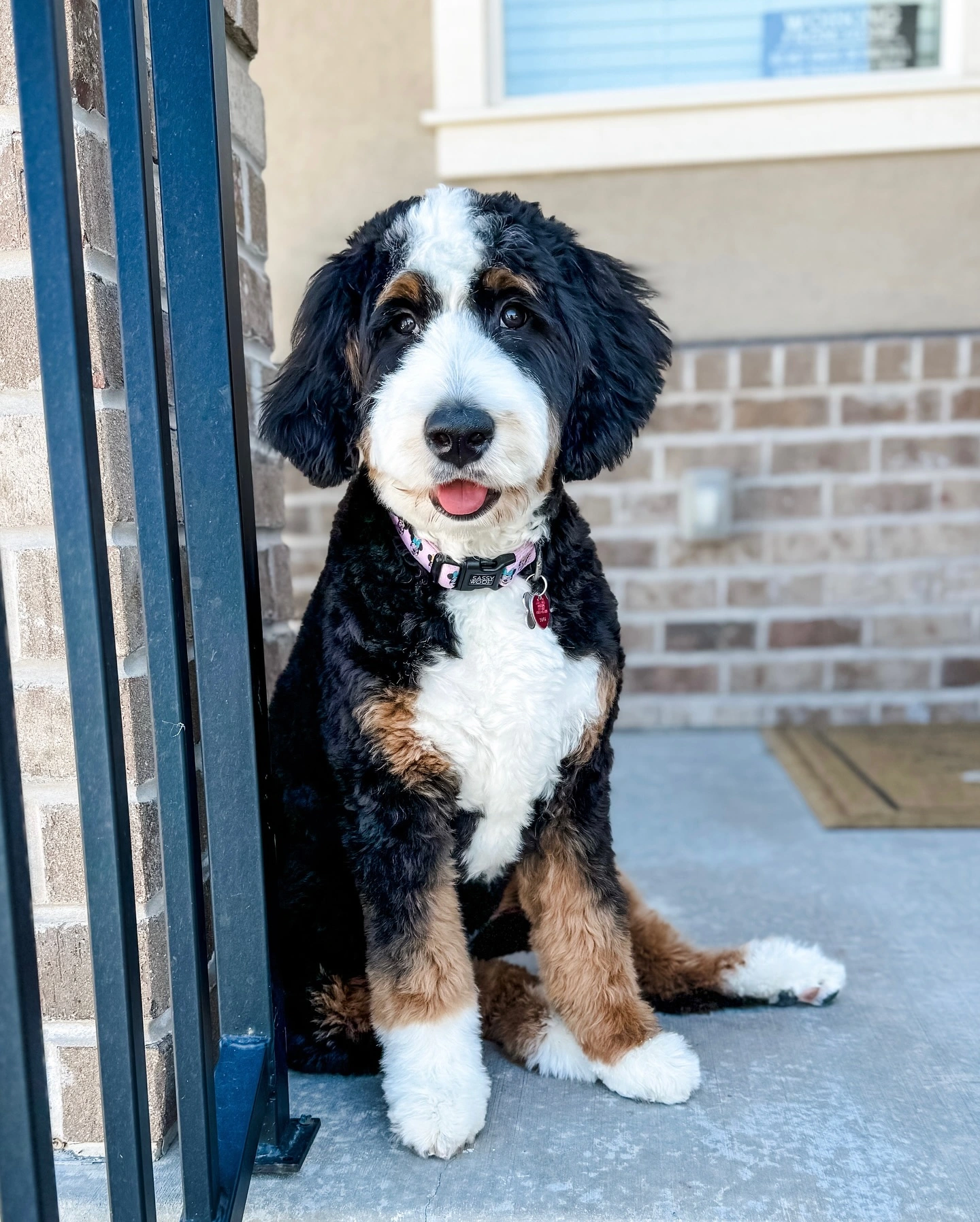 Mini Bernedoodle Puppy Cut by petsay
