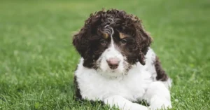 Mini Bernedoodle Training: Easy Tips for a Smart and Well-Behaved Dog