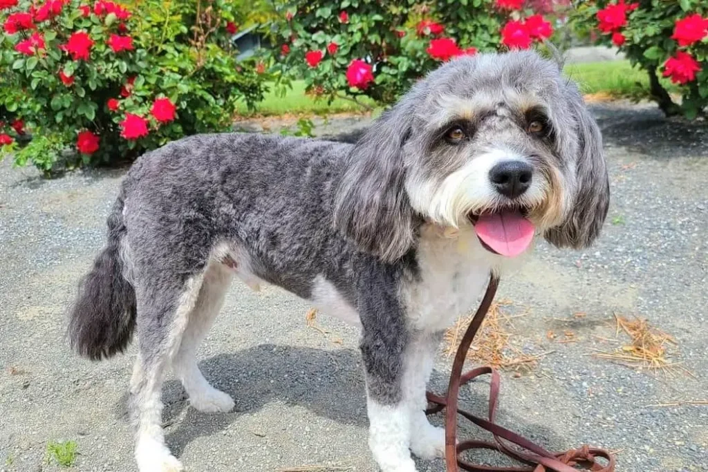My Aussiedoodle Bark So Much? 7 Shocking Reasons