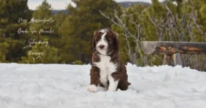 My Aussiedoodle Bark So Much? 7 Shocking Reasons