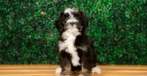How to Stop a Mini Bernedoodle Puppy From Biting?